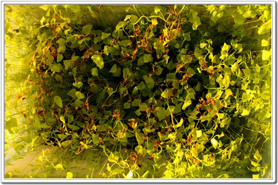 Miniature Living Forest By Daniel Pavon Cuellar